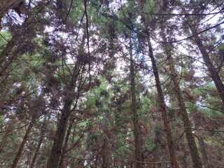 Forest in Jeju Island in Winter
