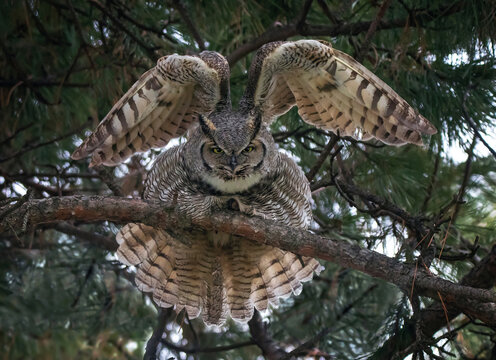 great horned owl out in nature