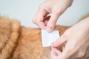 Close up gauze bandage in hand women that covers the wounds on the ginger cat's back to prevent...