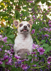 cute chihuahua sitting in front of a flower in the grass on a hot summer day