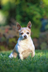 cute chihuahua sitting in front of a flower in the grass on a hot summer day
