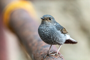 Plumbeous Redstart (Female)
