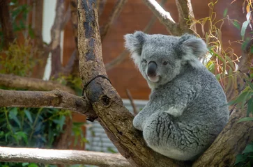 Fotobehang koala bear in tree © 和幸 藤井