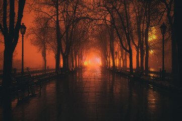 Night photo in heavy fog. Primorsky boulevard dark silhouettes of trees in heavy fog. Odessa....