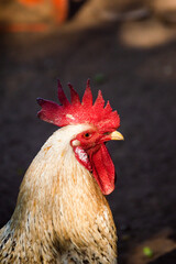 rooster in the farm