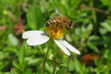 Bee on a spanish needles flower in Florida wild, closeup