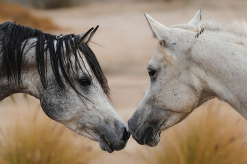 Horses showing love