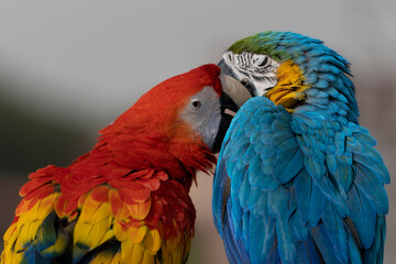colorful parrots showing love 