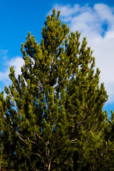 pine trees in the sky