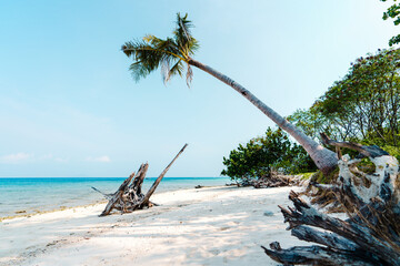 beach on a tropical island in the afternoon