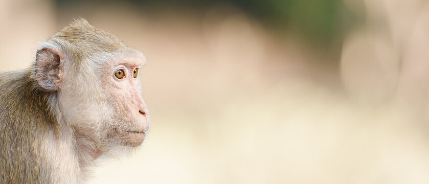 Close-up of a monkey head looking forward and space for banner text input.