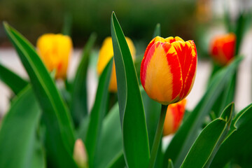 Closeup Image of Beautiful Colorful Red and Yellow Tulip Flowers Growing in a Spring Garden