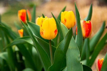 Closeup Image of Pretty Colorful Red and Yellow Tulip Flowers Blooming in a Spring Garden