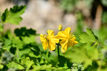 강원도 설악동 봄꽃 한국의 꽃 야생화 애기똥풀