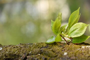 강원도 설악동 봄 피어나는 새싹