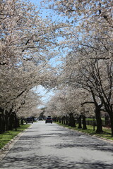 Vertical Cars Cherry Blossoms Beautiful East Potomac Park