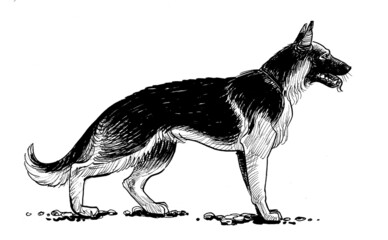 Standing German shepherd. Ink black and white drawing