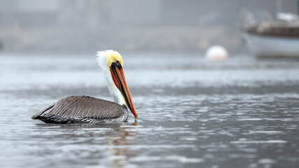 Male Pelican in Morro Bay on the central California coast United States