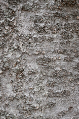 Obraz premium 樹皮