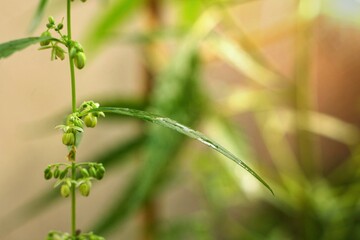 Cannabis leaves ,flower and seed  (Cannabis sativa indica) or  Marijuana, Ganja and  Indian Hemp with blurred dark background.Herb and medical concept.Sun ray in the morning.Have copy space.