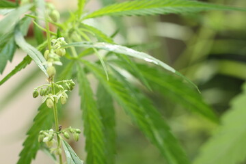 Cannabis leaves ,flower and seed  (Cannabis sativa indica) or  Marijuana, Ganja and  Indian Hemp with blurred dark background.Herb and medical concept.Sun ray in the morning.Have copy space.