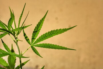 Cannabis leaves (Cannabis sativa indica) or Marijuana, Ganja and Indian Hemp in the garden.Cannabis have cannabinoids such as THC,CBD and CBN.Herb and medical concept.Have copy space.