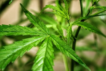 Cannabis leaves (Cannabis sativa indica) or  Marijuana, Ganja and  Indian Hemp with blurred dark background.Cannabis have cannabinoids such as THC,CBD and CBN.Herb and medical concept.Selective focus.