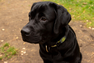 Black labrador retriever dog outside