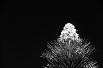Dramatic view of a flowering bloom of a Yucca brevifolia at Joshua Tree National Park in California, USA against a blank sky.