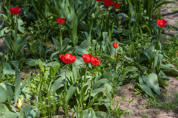 Red flowers in a flowerbed. Tulips in bloom. A sunny spring day.