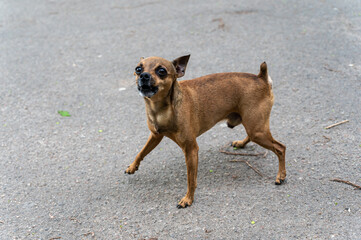 A frightened little brown dog barks at the camera. A male dog breeds a toe terrier with no wheatgrass. Elderly pet with gray hair on his muzzle. Animals lost in war concept.