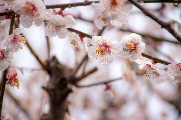 薄ピンクの梅の花