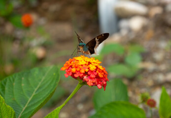 butterfly on flower