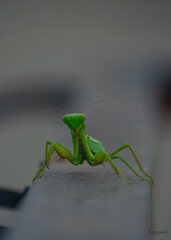 green praying mantis