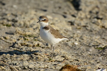 海岸にいたシロチドリ