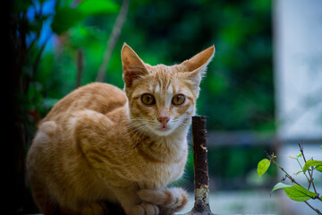 cat in the garden