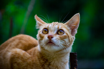 Naklejka premium portrait of a cat with eyes