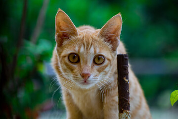 Fototapeta premium portrait of a cat