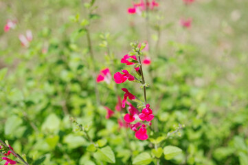 チェリーセージ