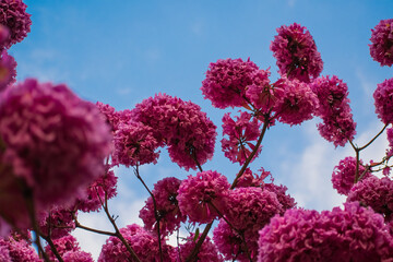 pink flowers against sky