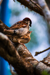 sparrow on a branch
