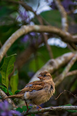 sparrow on a branch