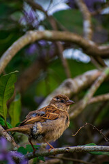 sparrow on a branch