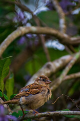 sparrow on a branch