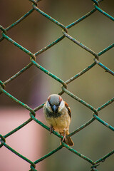 sparrow on a fence