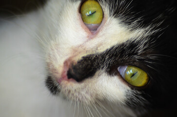 closeup of the face of a young cat with piercing eyes. black and white striped hair. black and white cat