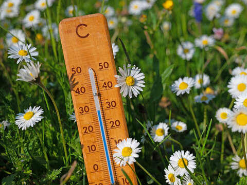Thermometer auf einer Blumenwiese in der Sommerhitze