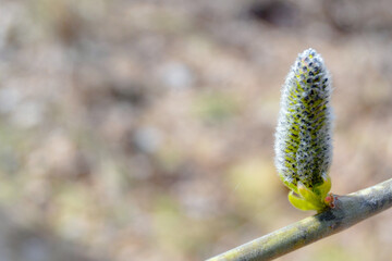 A swollen bud on a tree branch for a spring background.