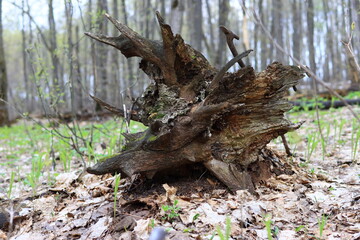 Причудливый корень