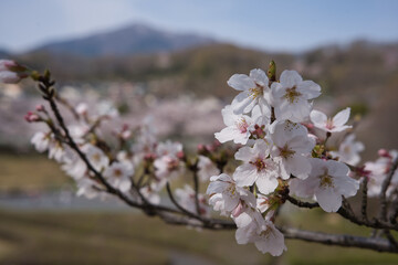 sakura, 桜, 季節, 春の, 美しさ, 開花, 空, 花, 全盛期, サクランボ, 自然,...